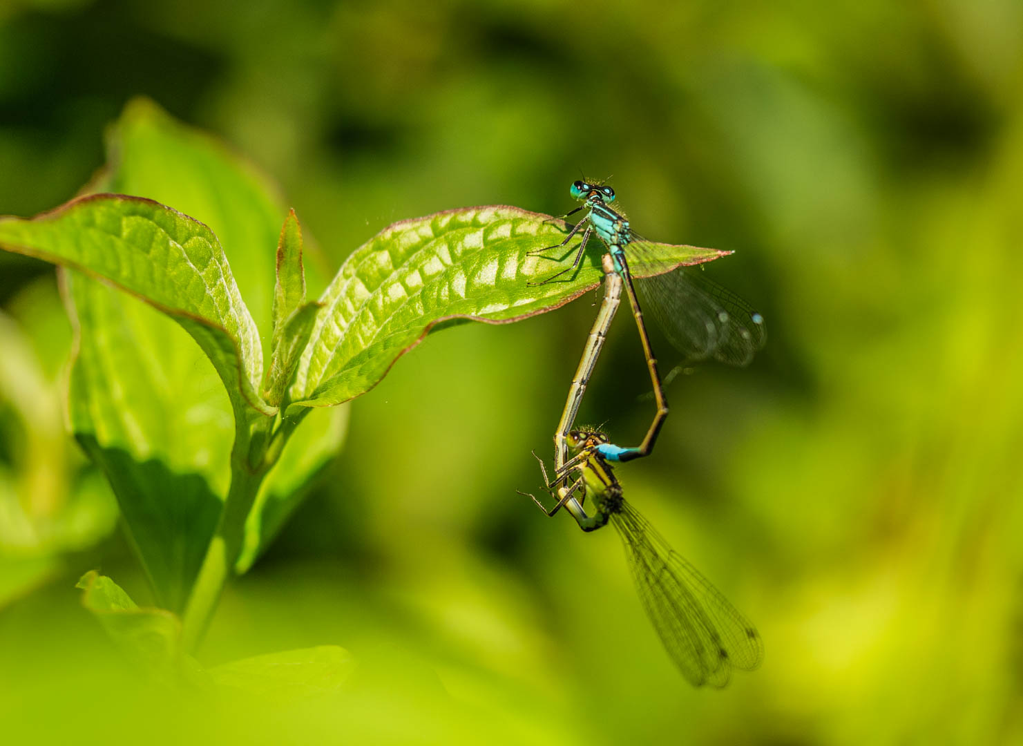 Macro opnames van luizen